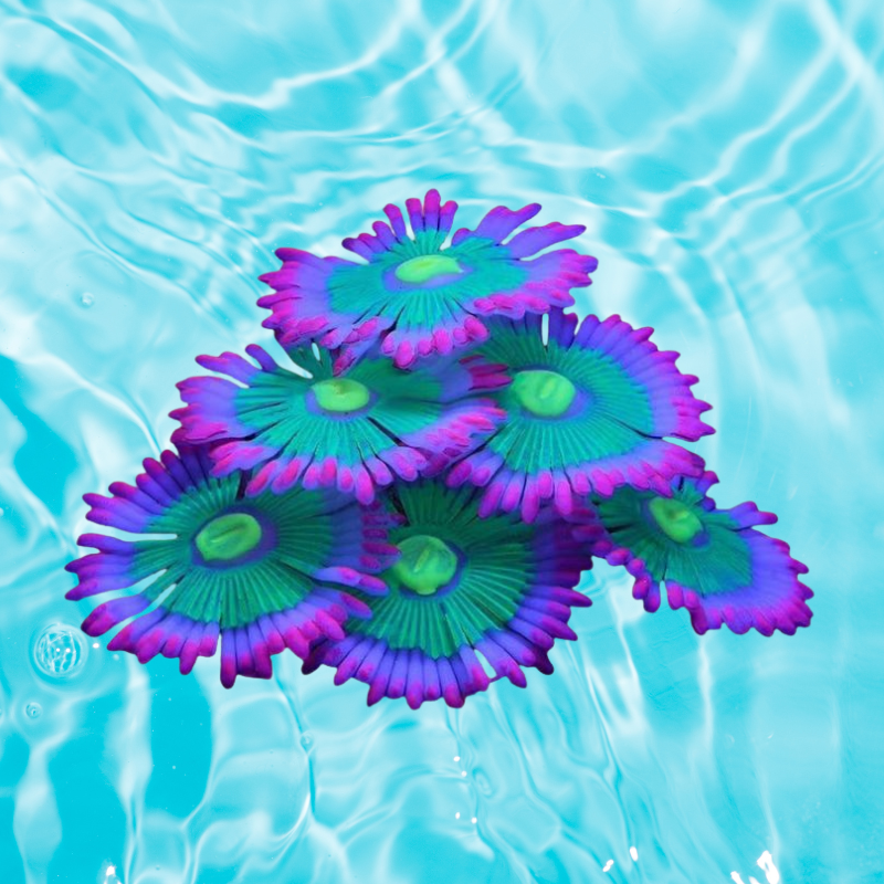 AeroAquarium™ | Die ätherische Blüte: Kinetic Glow Anemone 