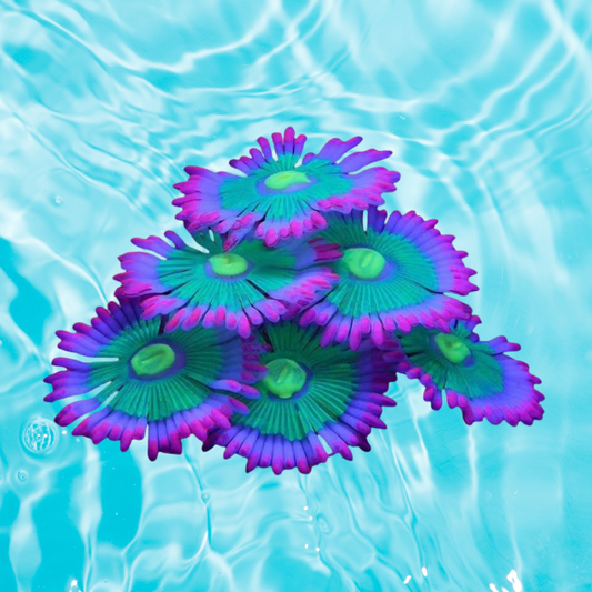 AeroAquarium™ | Die ätherische Blüte: Kinetic Glow Anemone 