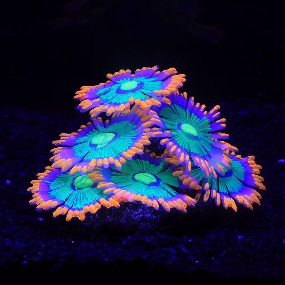 AeroAquarium™ | Die ätherische Blüte: Kinetic Glow Anemone 