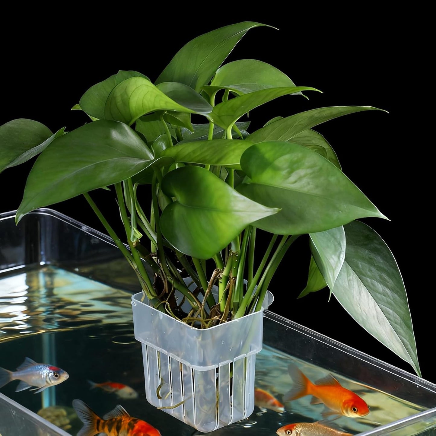 AeroAquarium™ | Der botanische Anker: Minimalistische Pflanzenstütze 