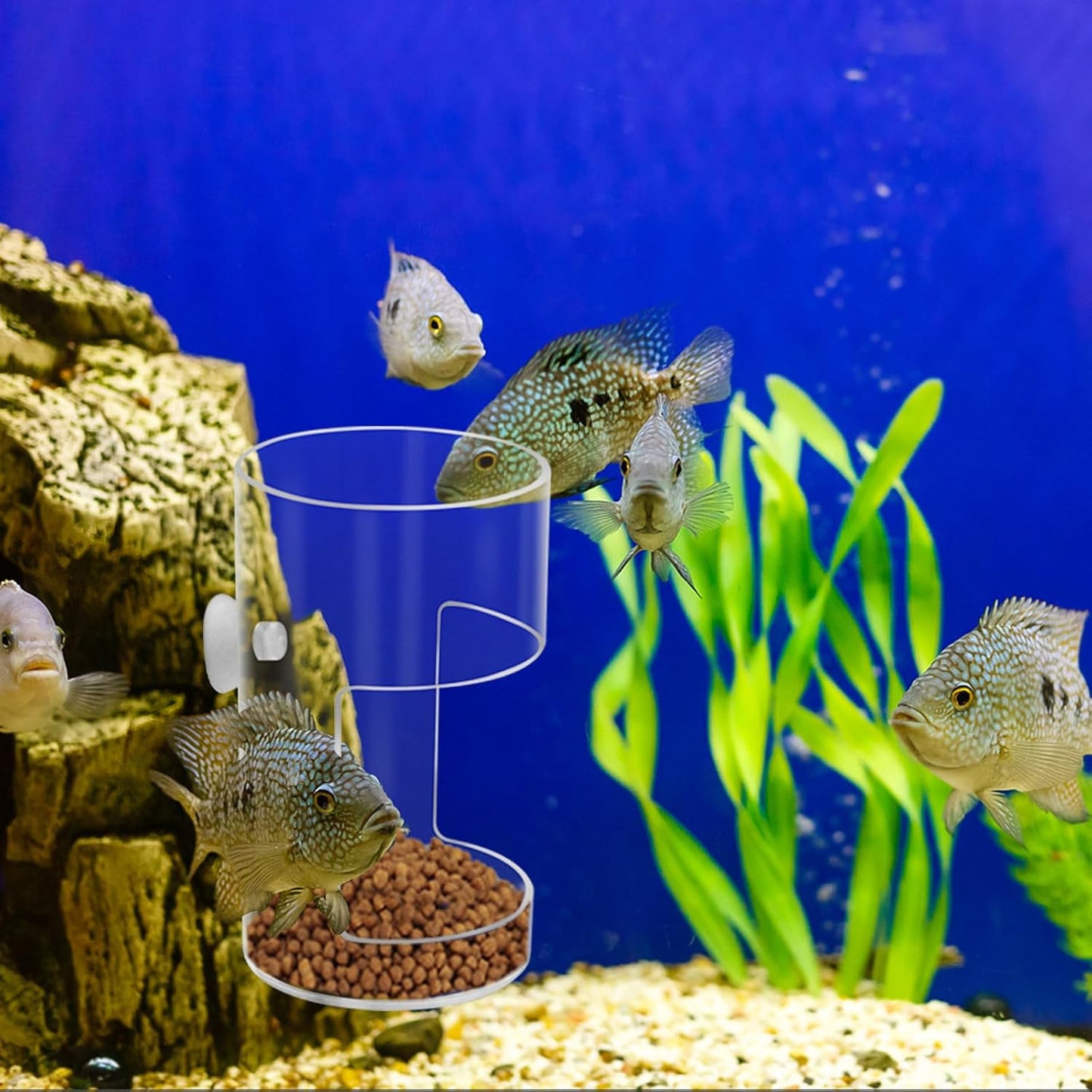 AeroAquarium™ | Die Clarity-Schale: Präzisionsfutterautomat ohne Futterverschwendung 