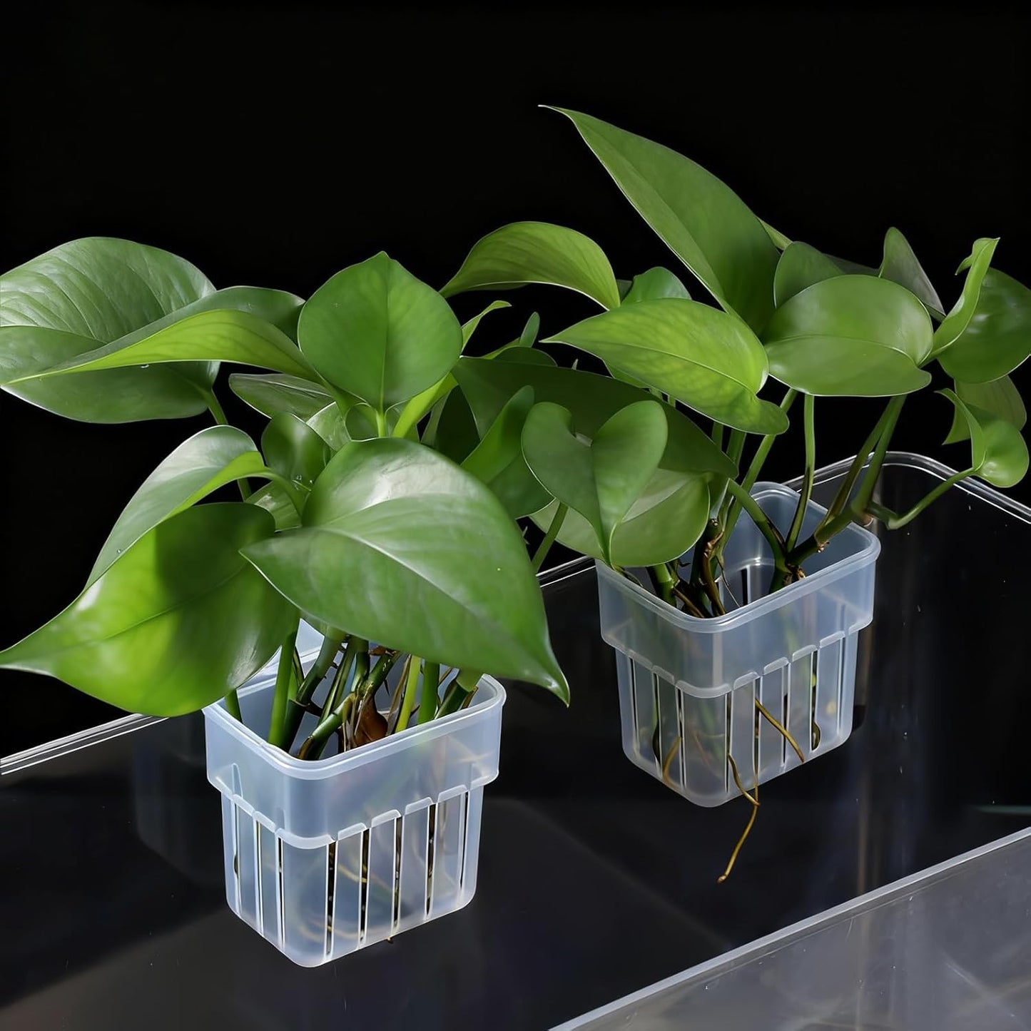 AeroAquarium™ | Der botanische Anker: Minimalistische Pflanzenstütze 