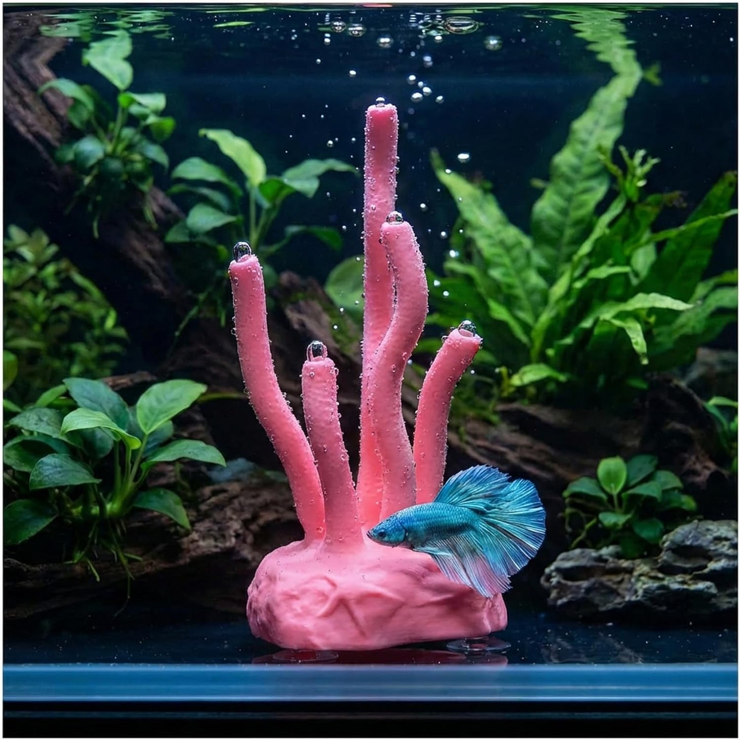 Vibrant Coral Sanctuary