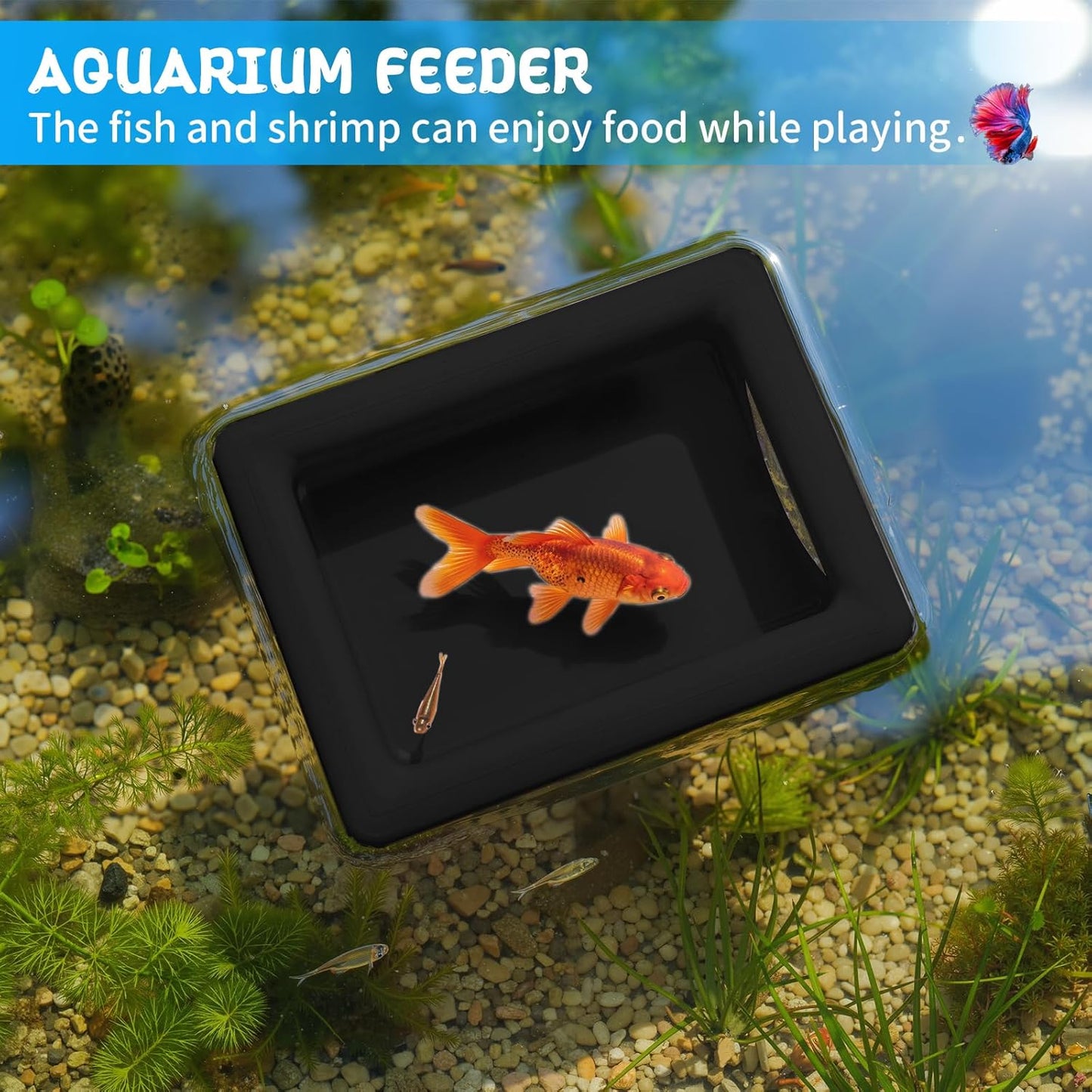 3-in-1 Betta Floating Sanctuary